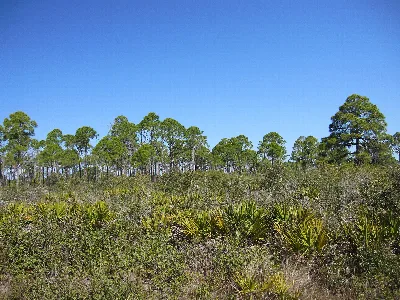 Cedar Key Scrub State Reserve