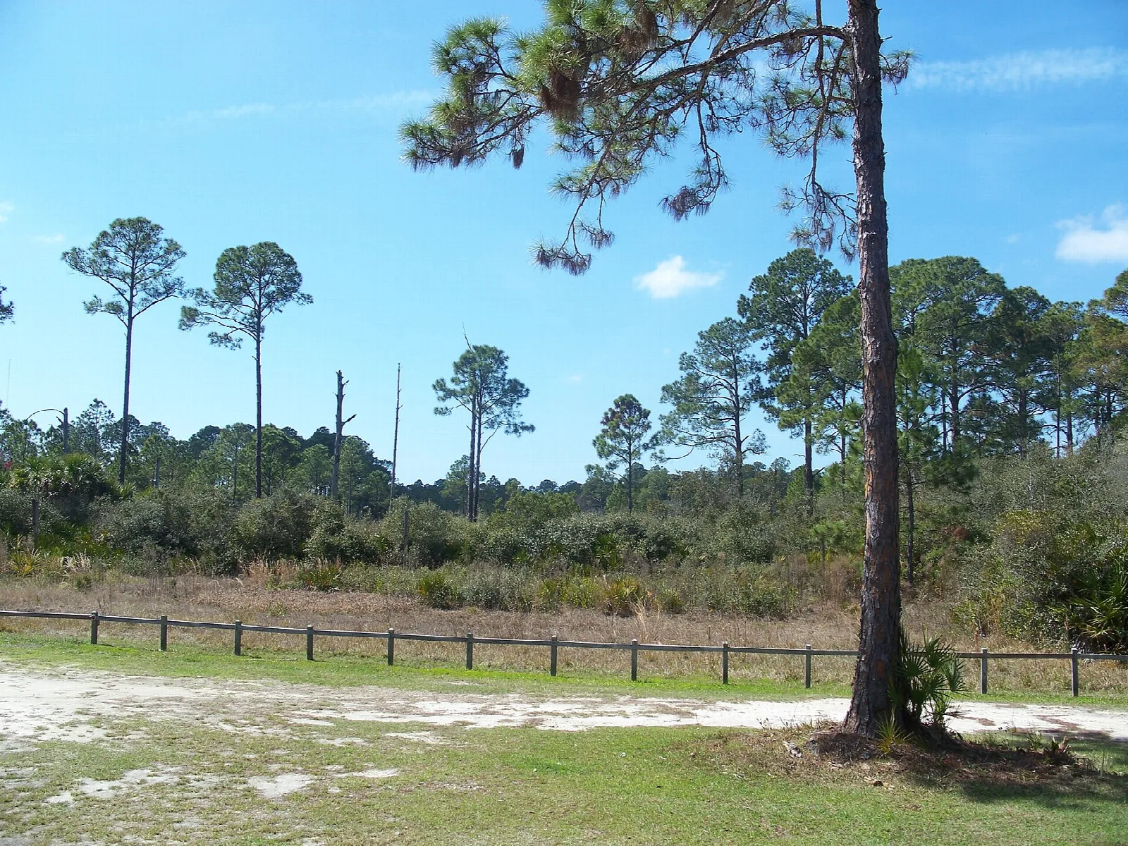 Mowed trailhead beside a pine and wood fence in open scrub