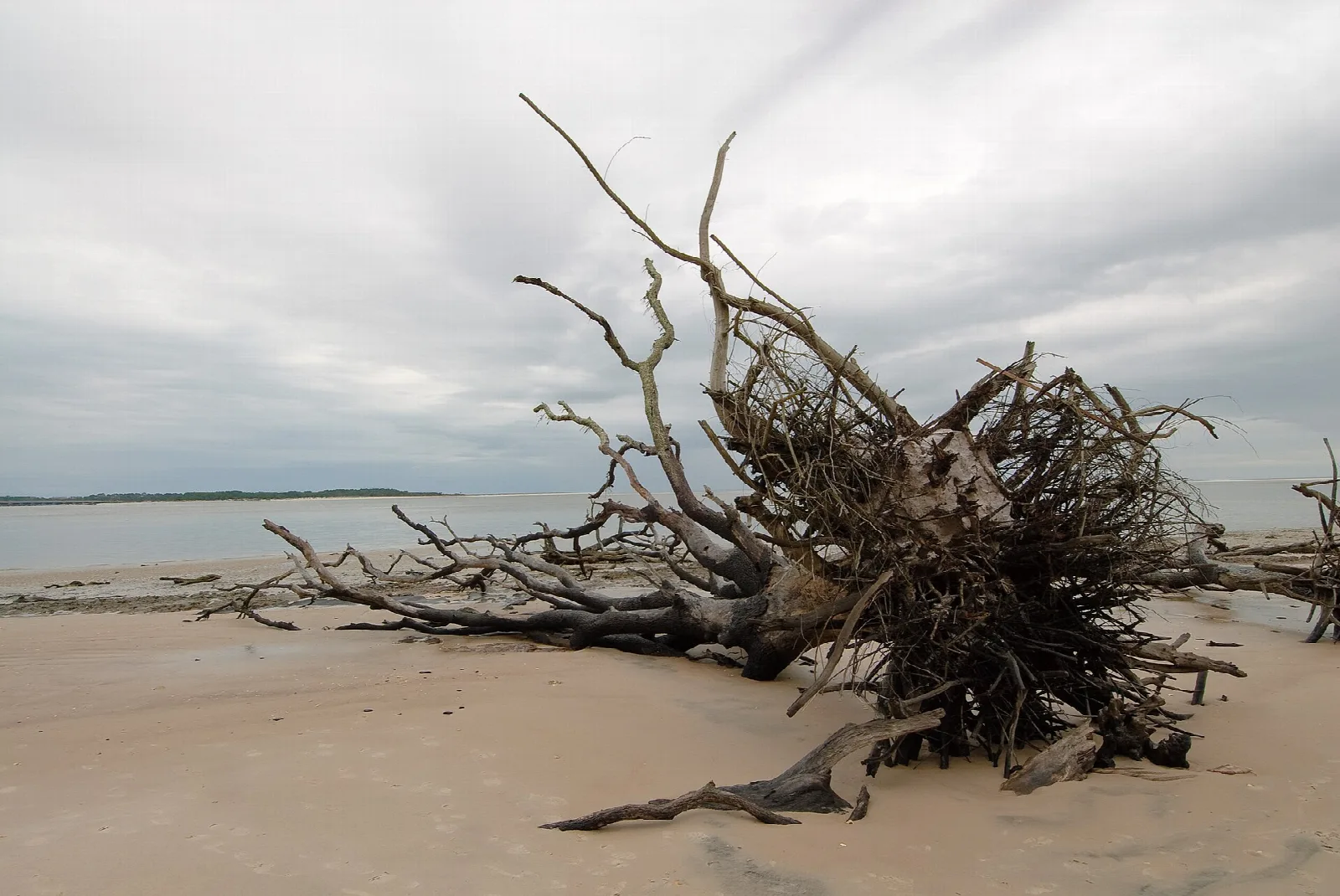 Uprooted gnarled tree lying on a pale beach beside calm water