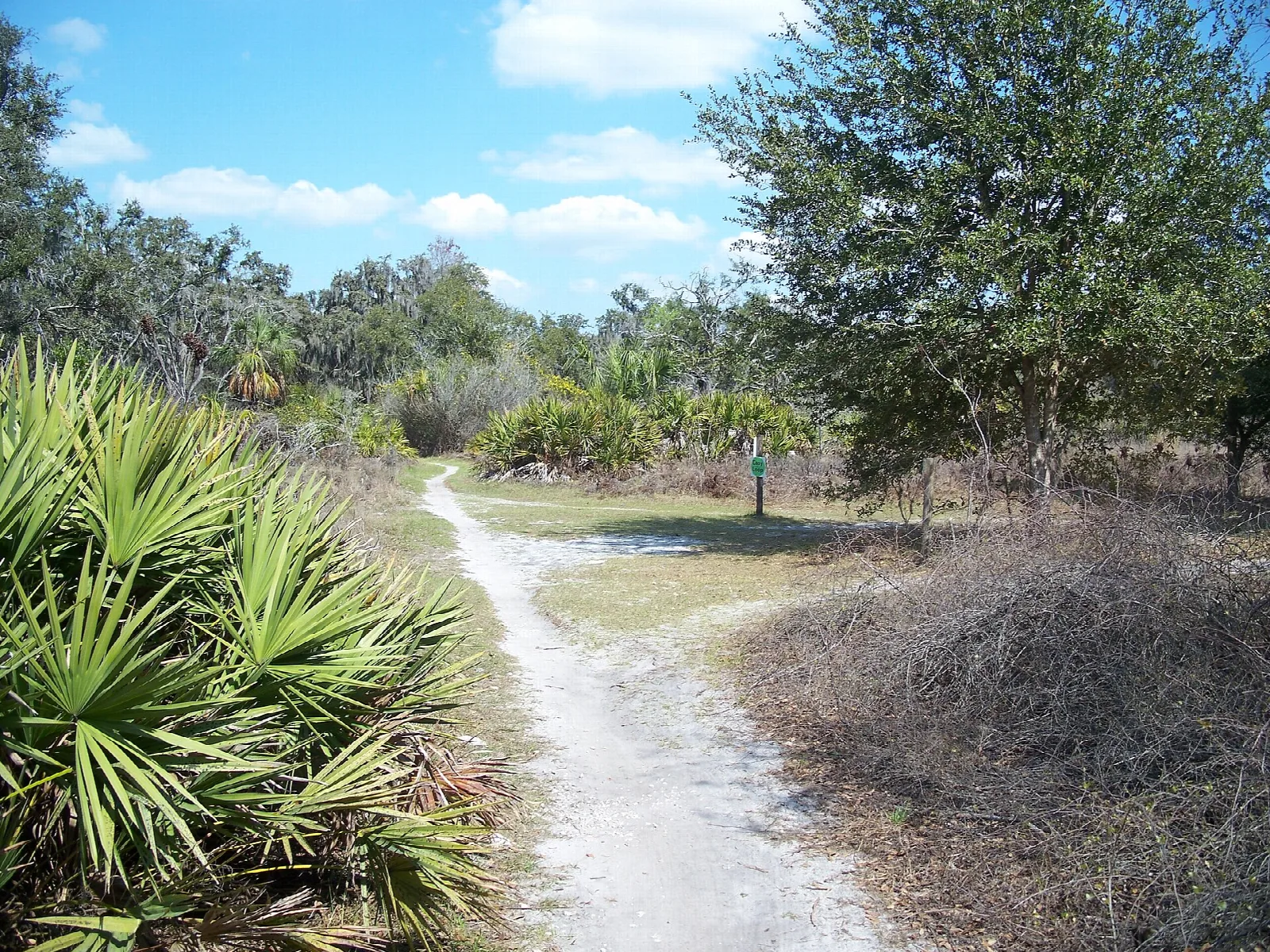Sandy trail through palmetto and oak scrub under blue sky
