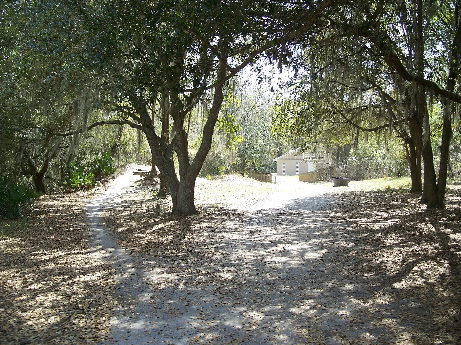 Sandy path under oaks toward a small building