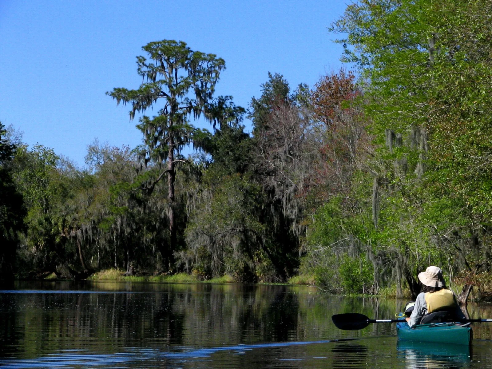Paddler in a green kayak on a dark river with cypress and oaks