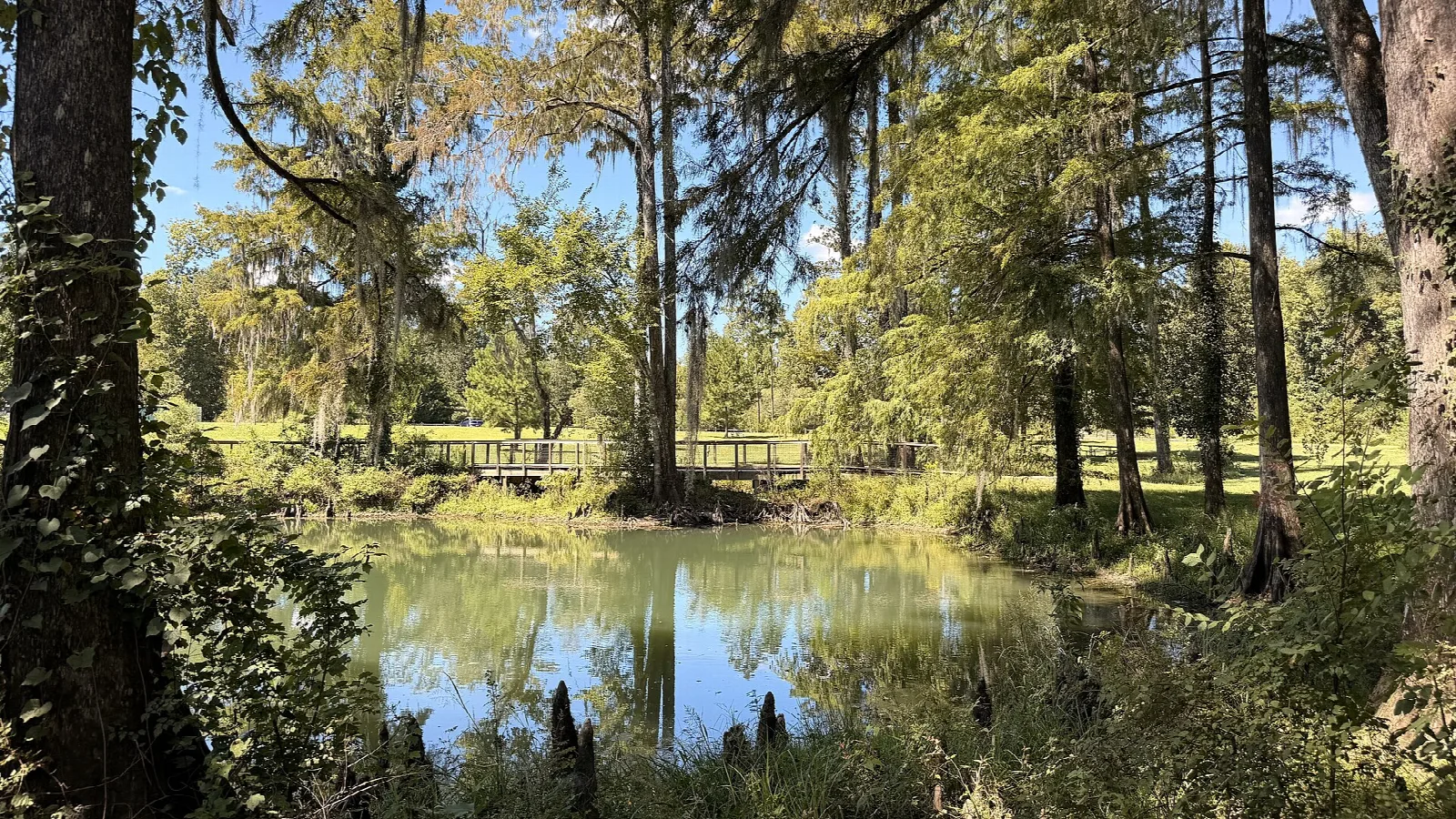 Calm green spring pool in a cypress and hardwood wood