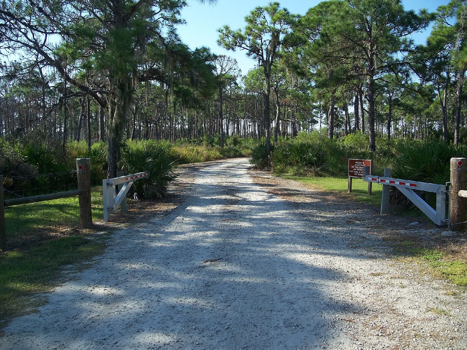 Gravel track through pines to a wood gate