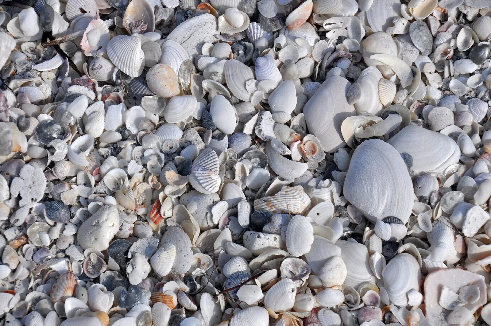 Close view of white and gray seashells on the sand