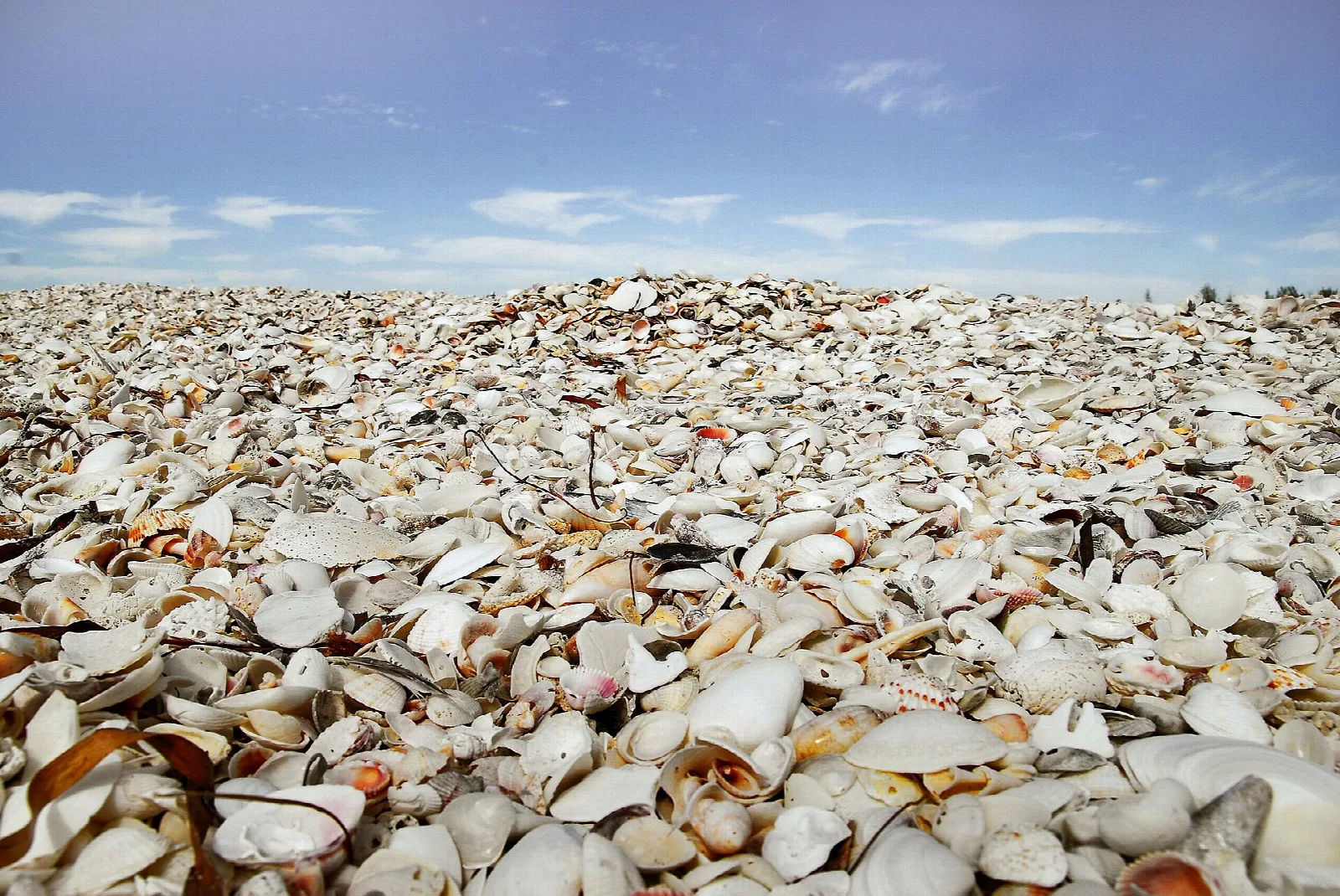 Wide pile of seashells under a hazy blue sky