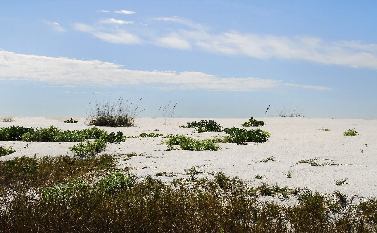 White sand with scattered dune plants under blue sky and clouds