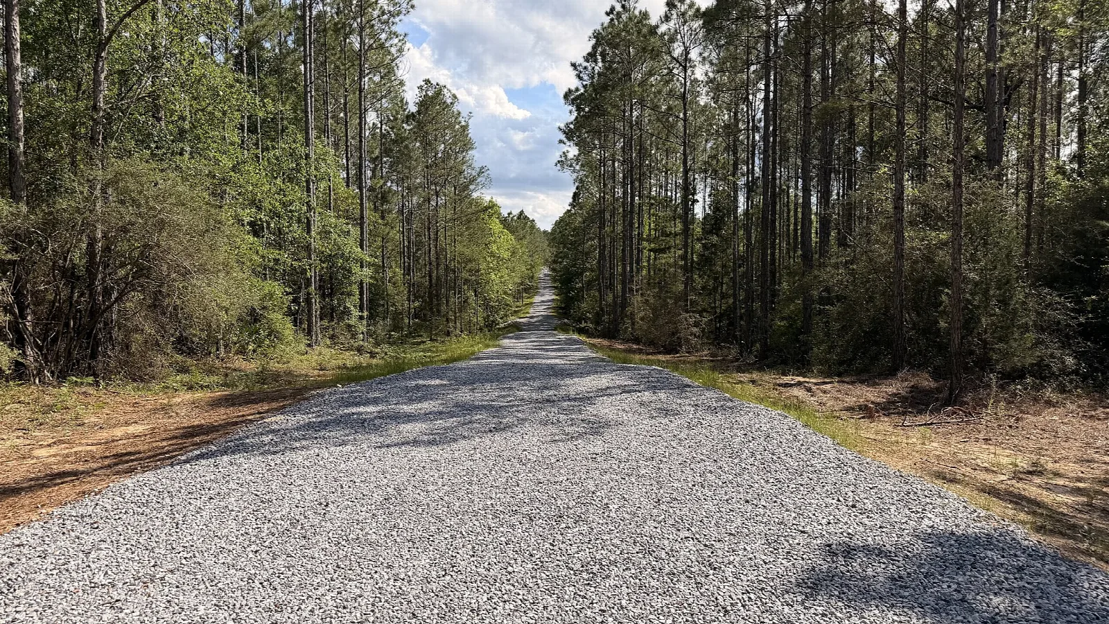 Gravel footpath leading into tall pine forest