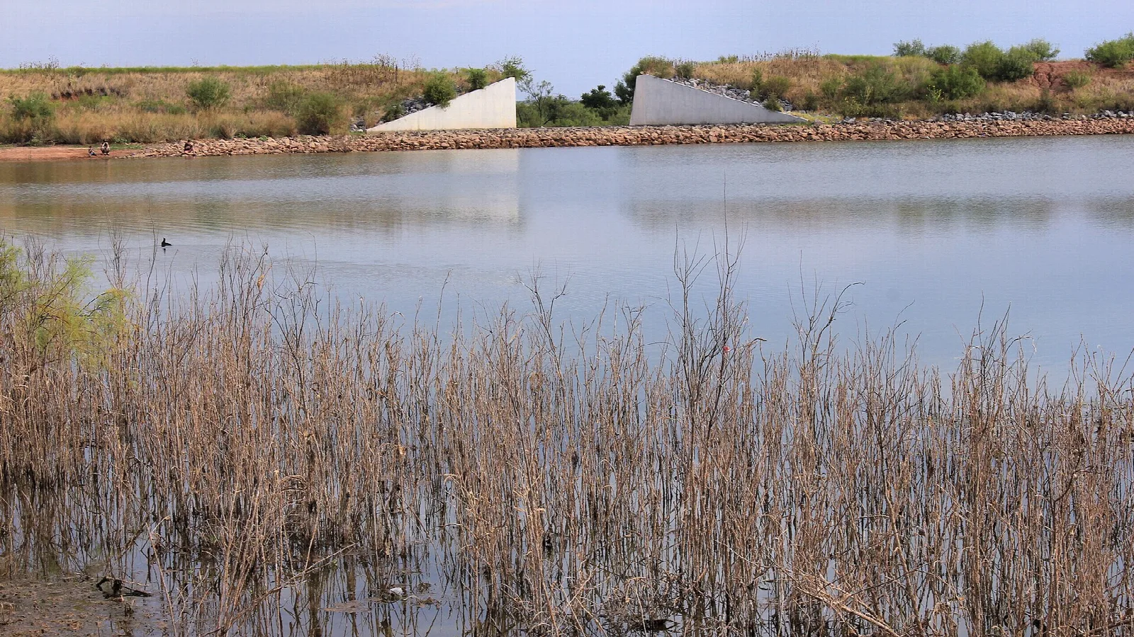 Still lake edged with dry reeds under a pale sky