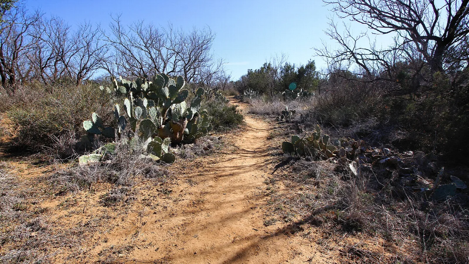 Dirt trail winding past prickly pear cactus and bare shrubs