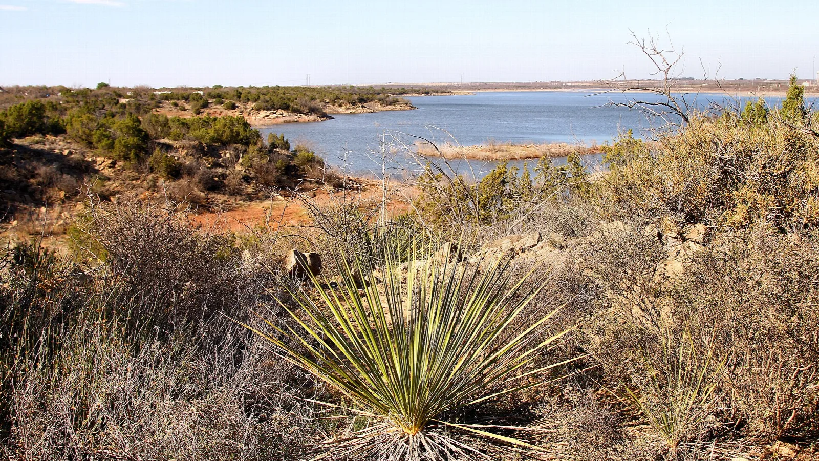 Lake seen past yucca and dry brush from a trail above the shore