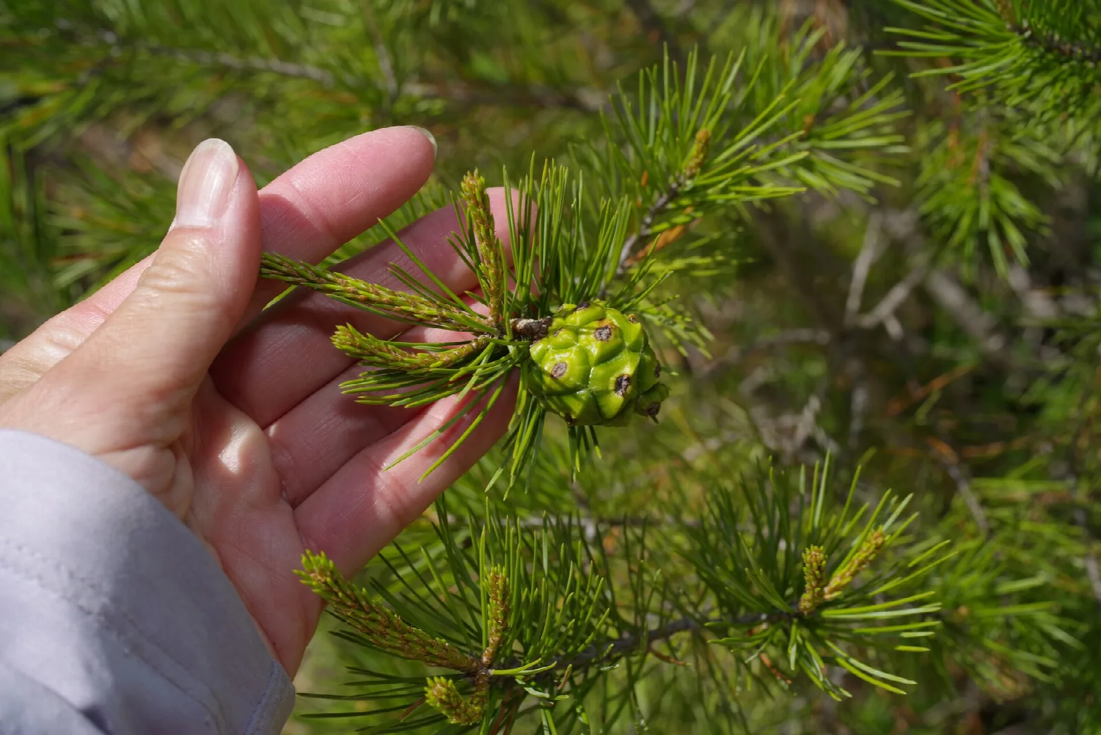 Hand holding a papershell pinyon pine branch with a small green cone