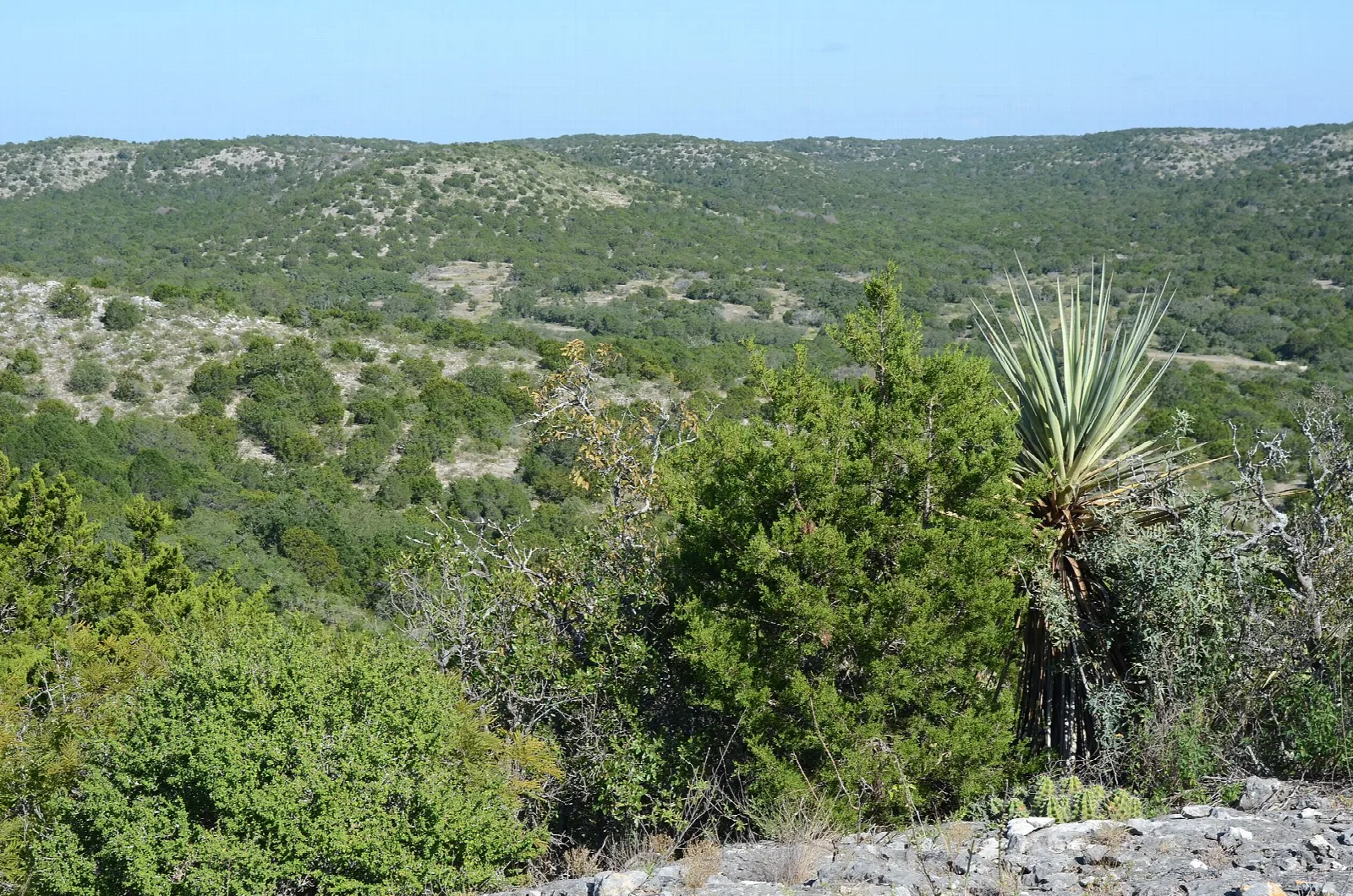 Brushy limestone hills and a yucca seen from the top of a hill