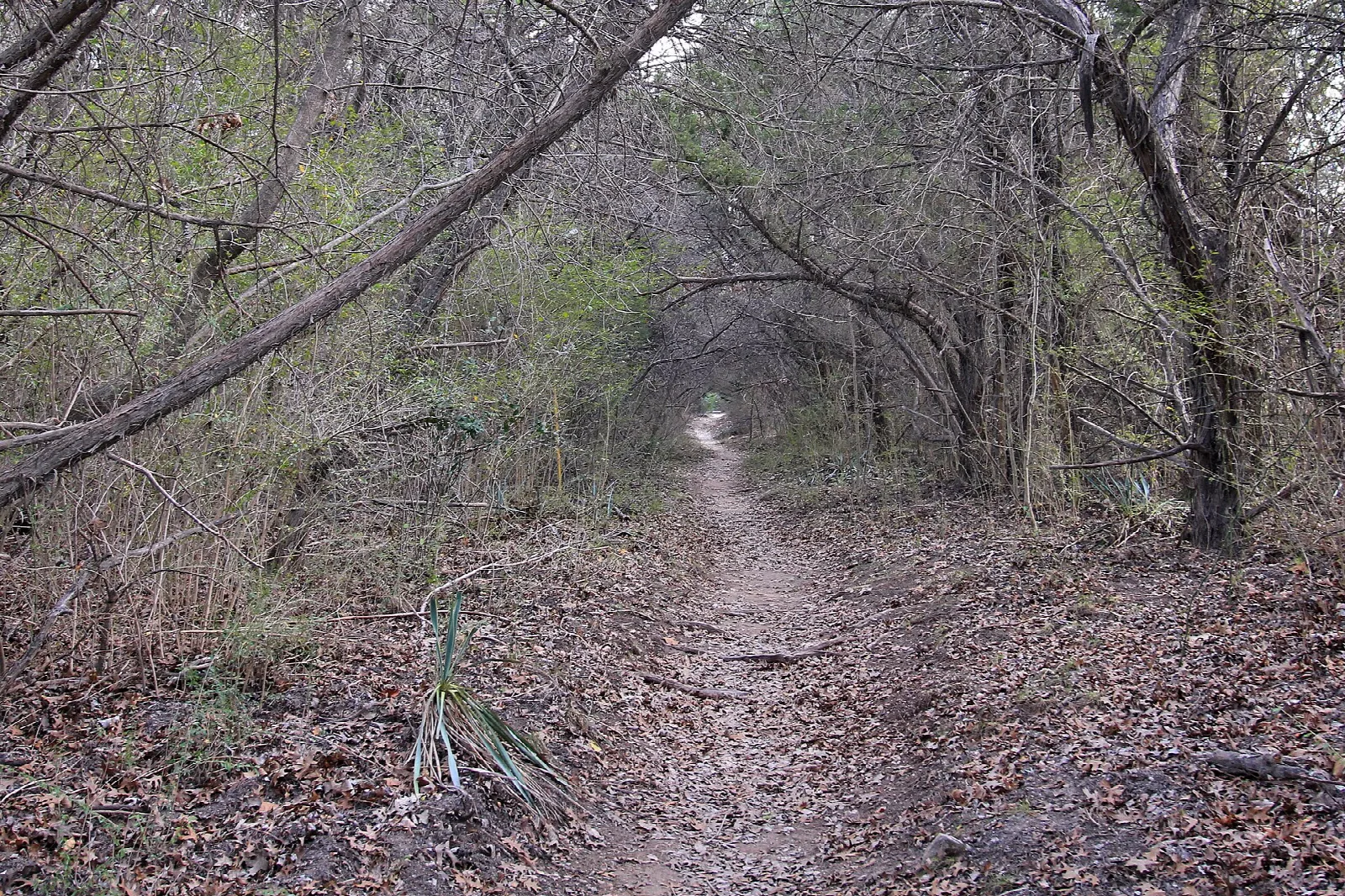 Narrow leaf-covered trail through bare woods