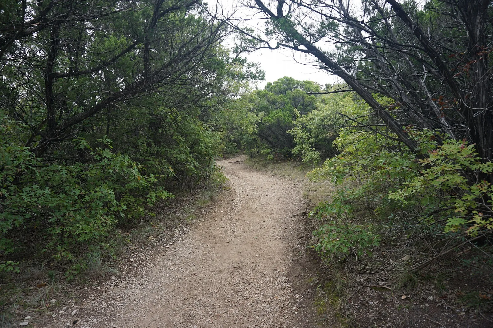 Dirt trail curving through shady green trees