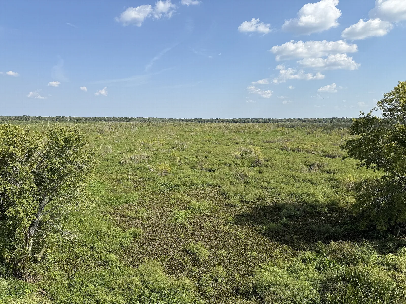 Green grassy wetland seen from an observation tower