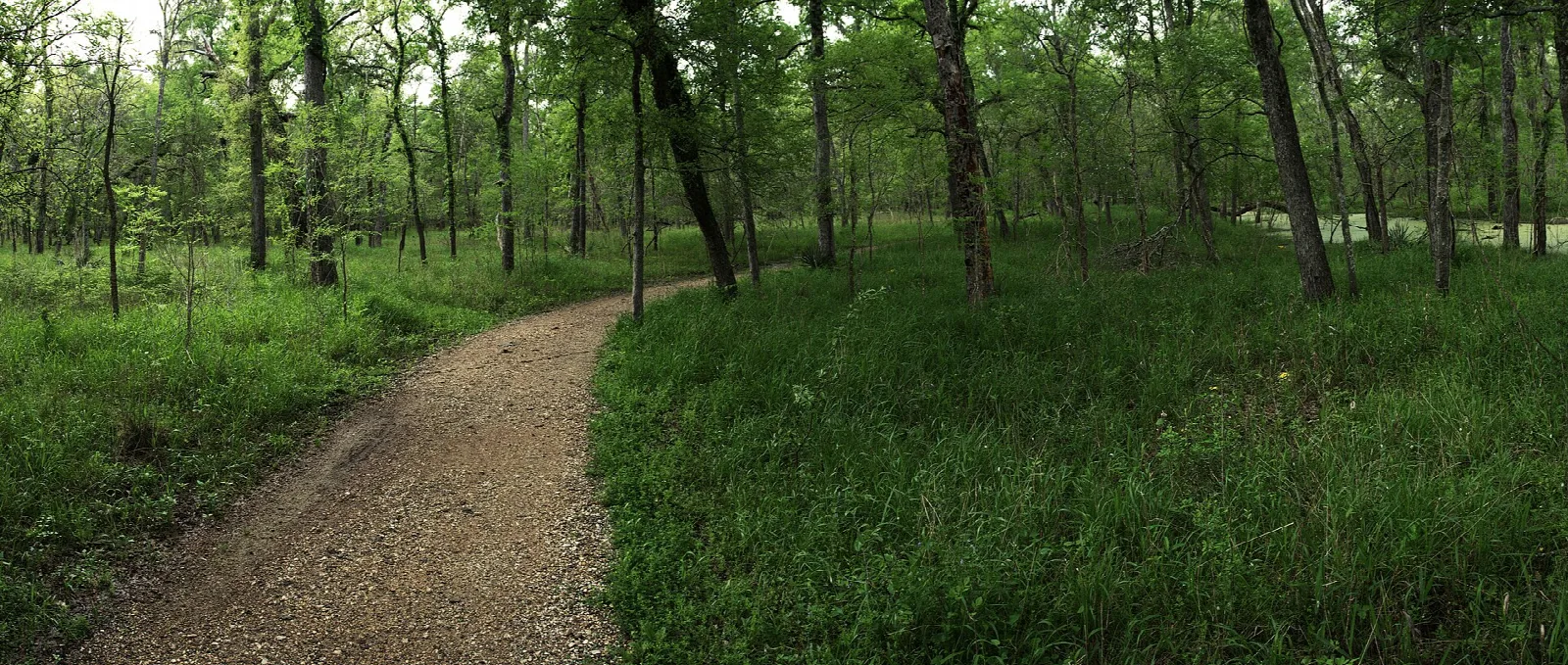 Gravel trail through green oak woods