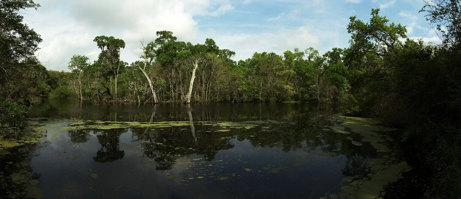 Dark still water reflecting trees in a slough