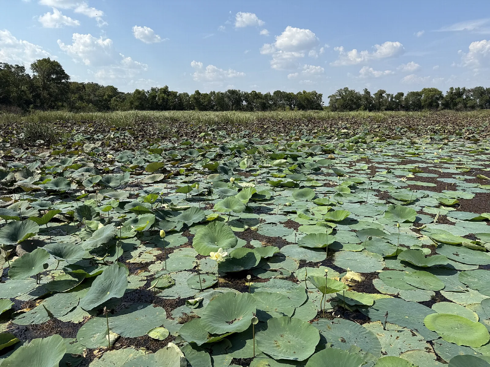 Large expanse of lotus leaves on a lake with trees behind
