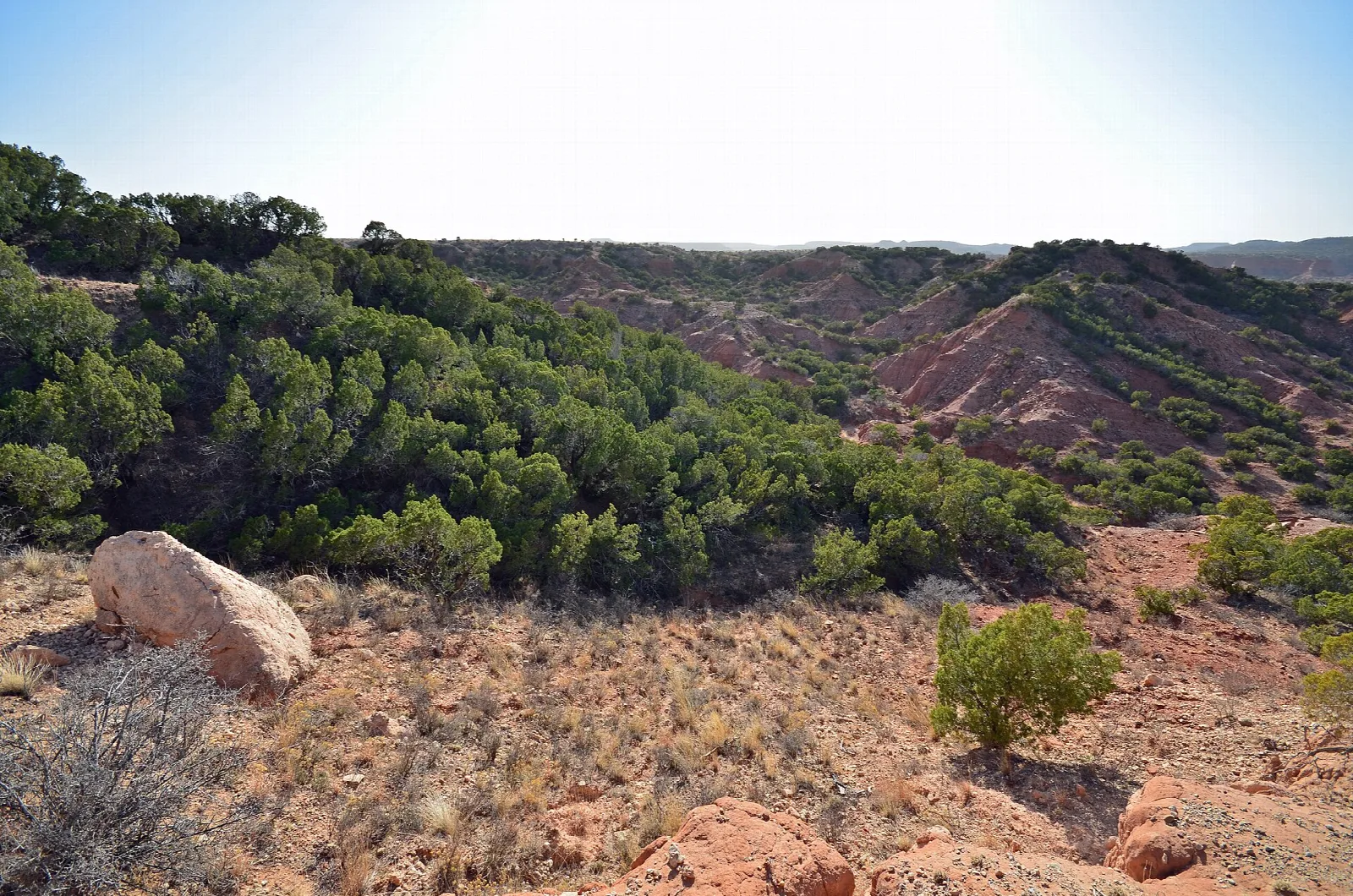 Wooded red canyon slopes seen from an overlook
