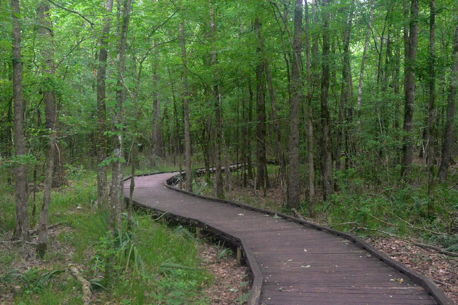 Wooden boardwalk winding through tall green forest