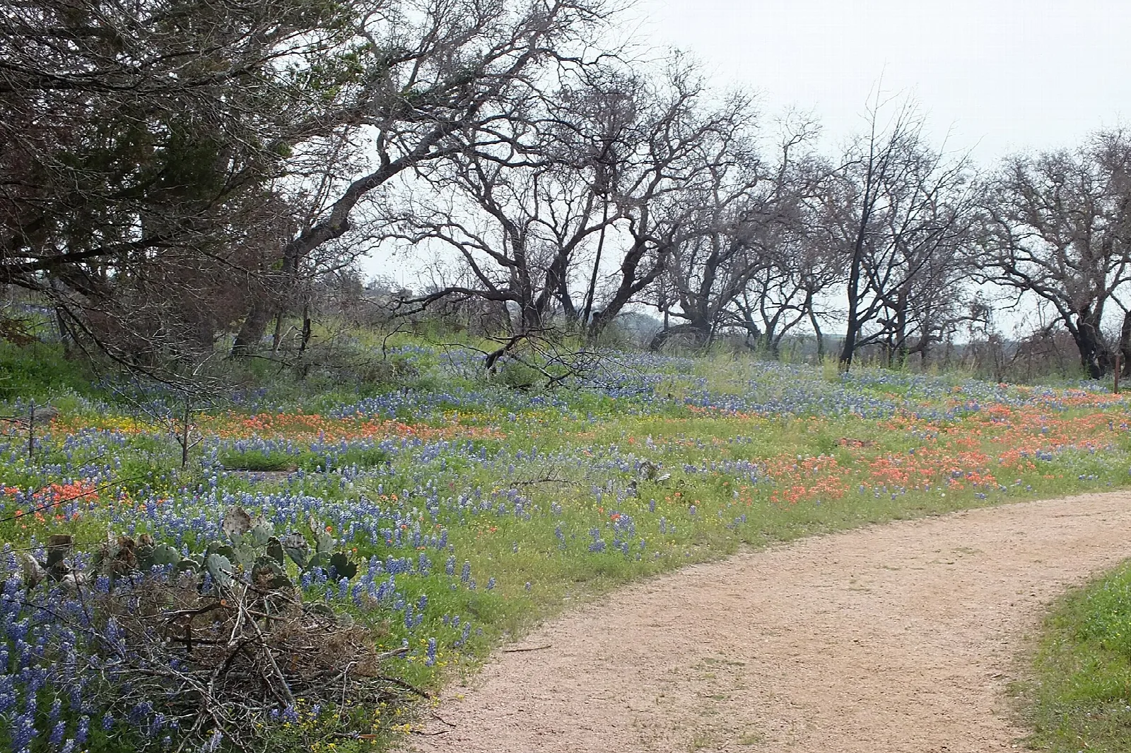 Dirt trail through oaks and bluebonnet wildflowers