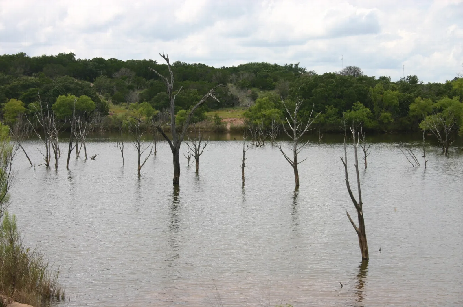 Dead tree trunks standing in lake water in front of green woods