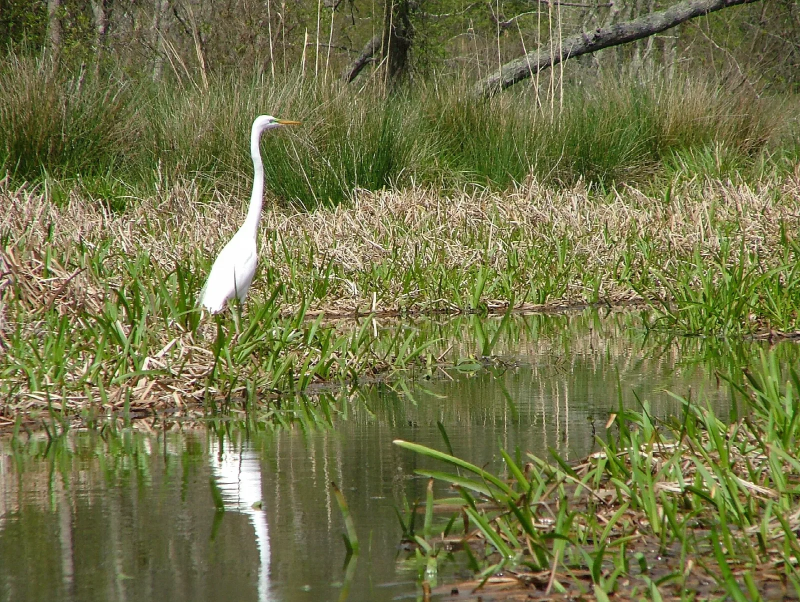 Great egret standing in marsh grass at the water's edge
