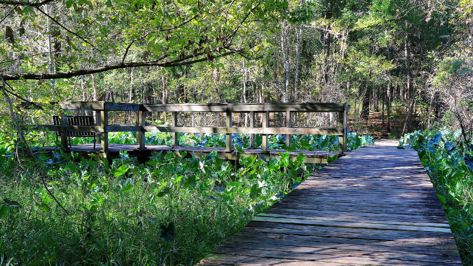 Wooden boardwalk over green wetland plants