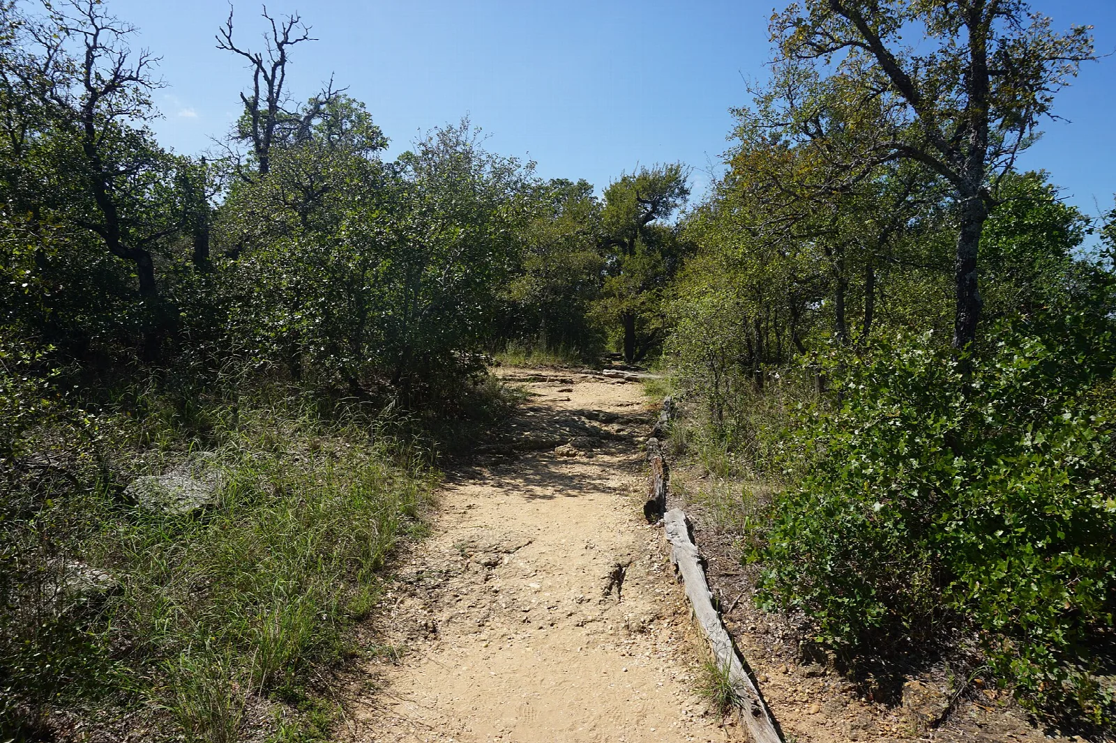 Dirt trail through dry woods with a wooden edge