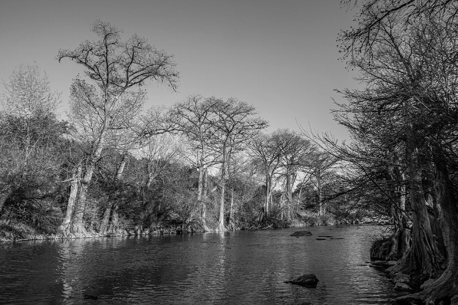 Black and white view of the river lined with tall cypress trees