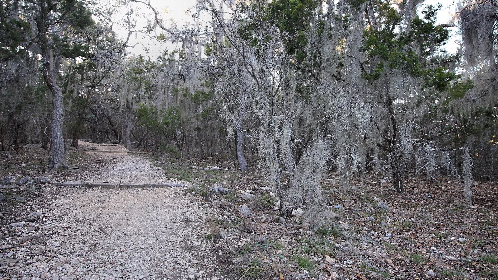 Gravel trail through trees hung with Spanish moss