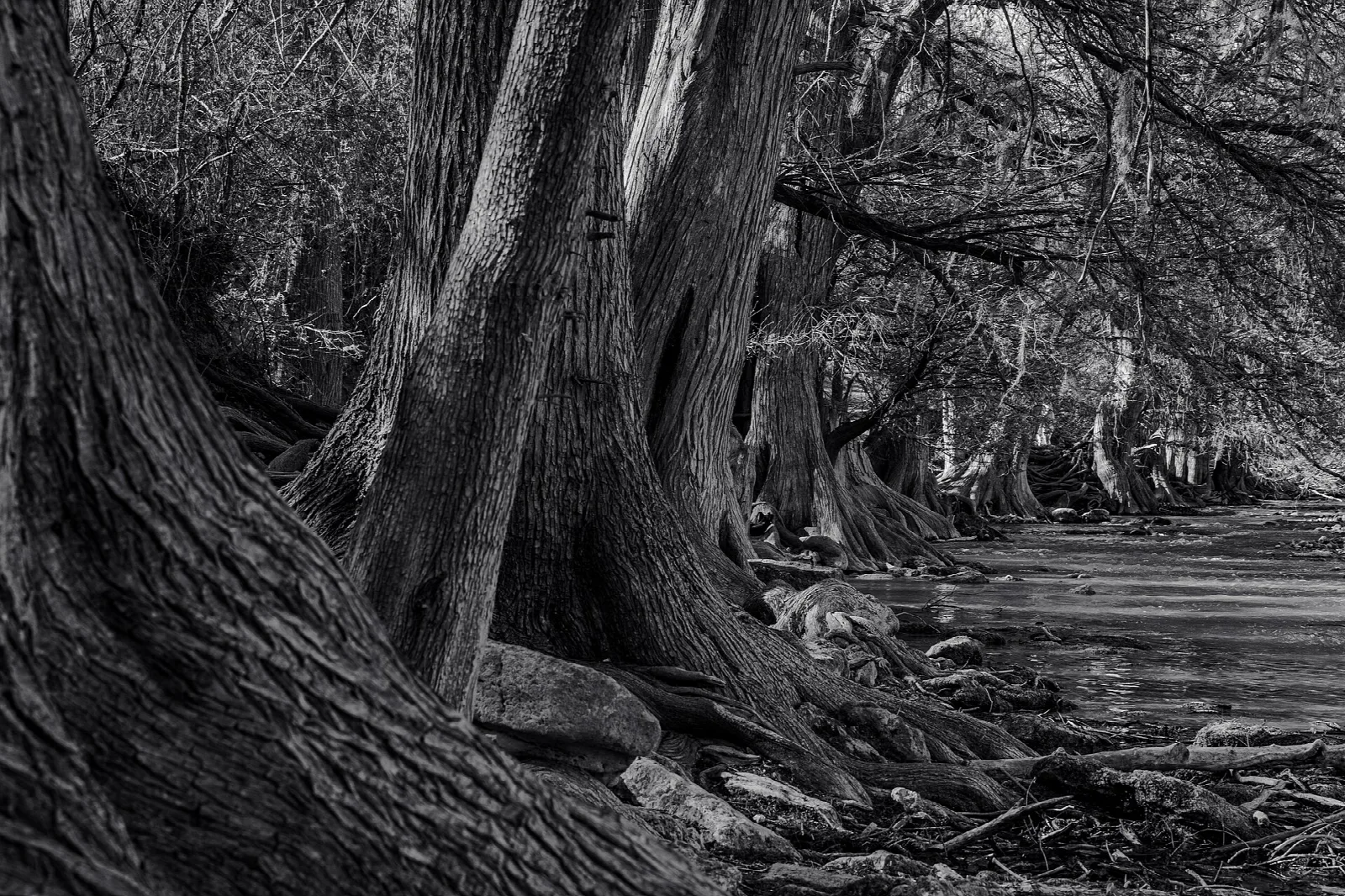 Black and white view of cypress roots and trunks along the river bank