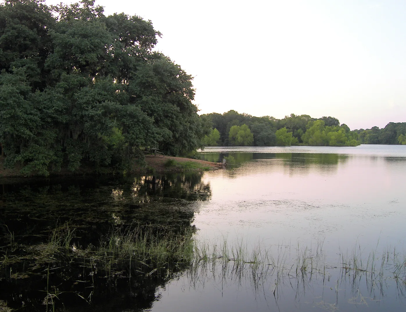 Calm lake at dusk with trees and reeds along the shore
