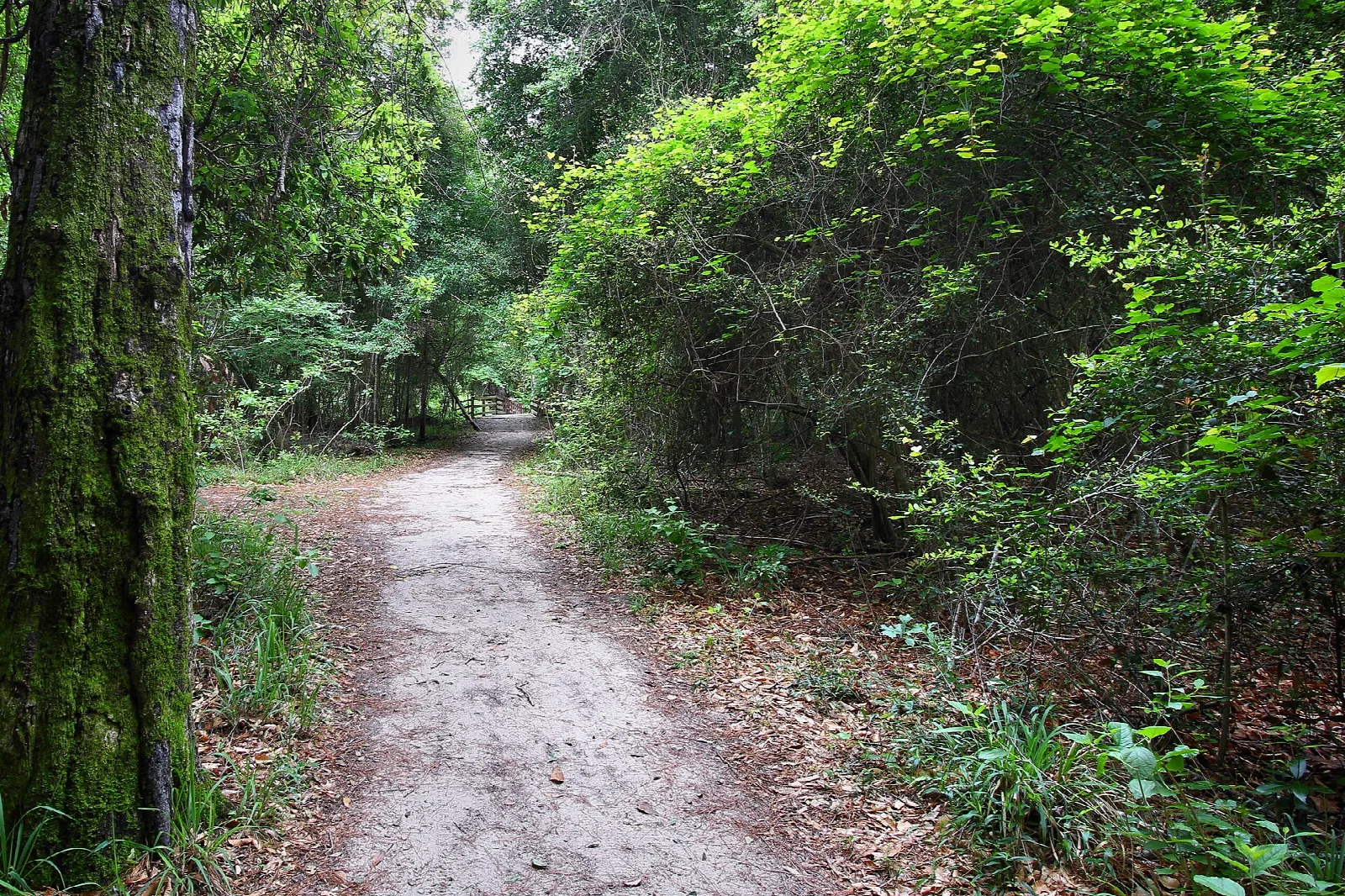 Dirt trail winding through green woods with a mossy trunk