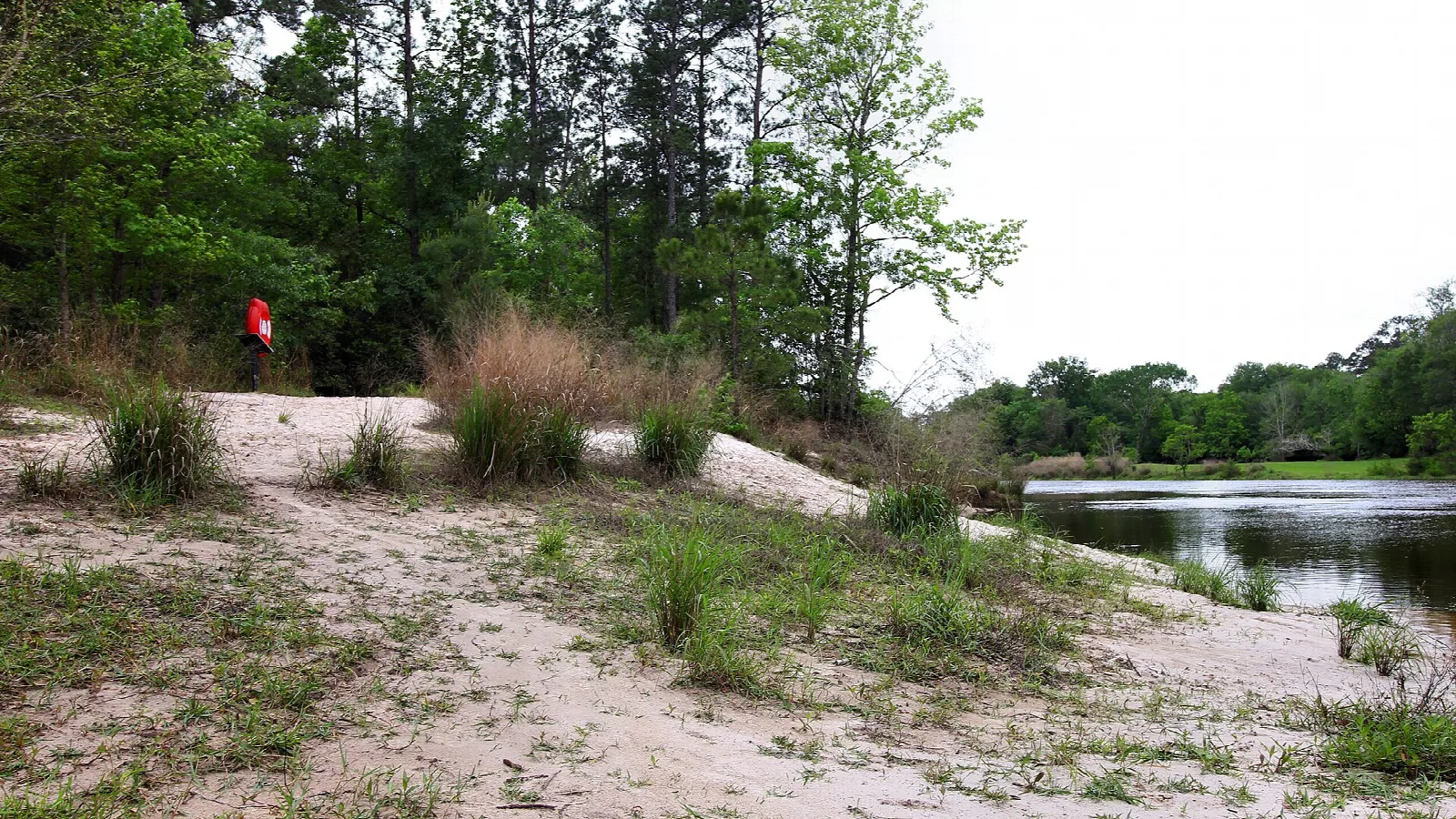 Sandy creek bank with grasses and still water