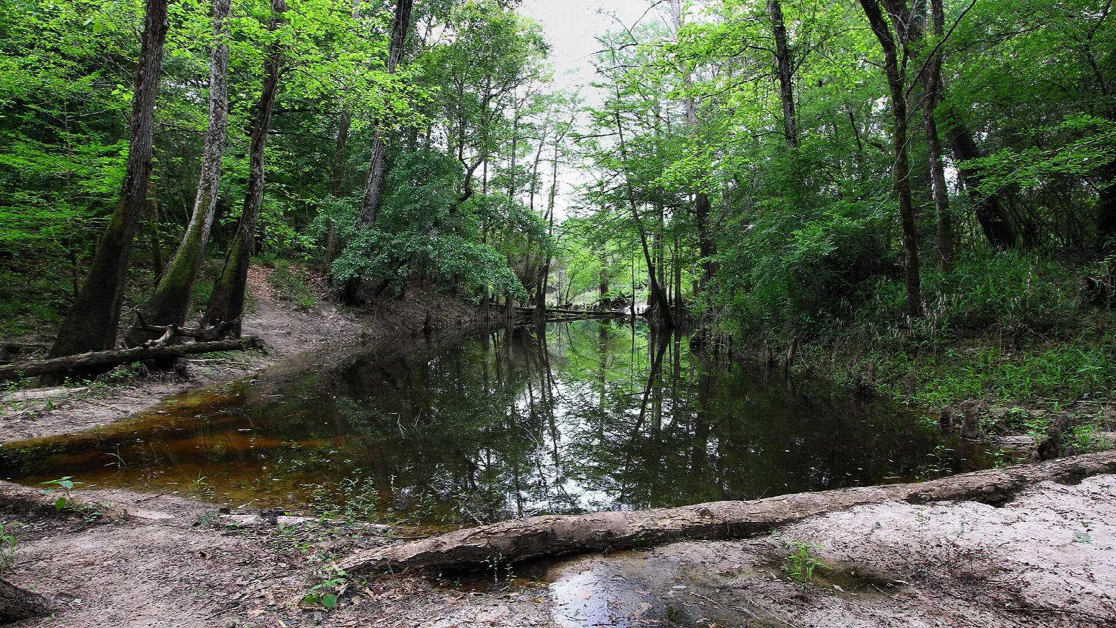 Dark slough water bordered by sand and a fallen log in the woods