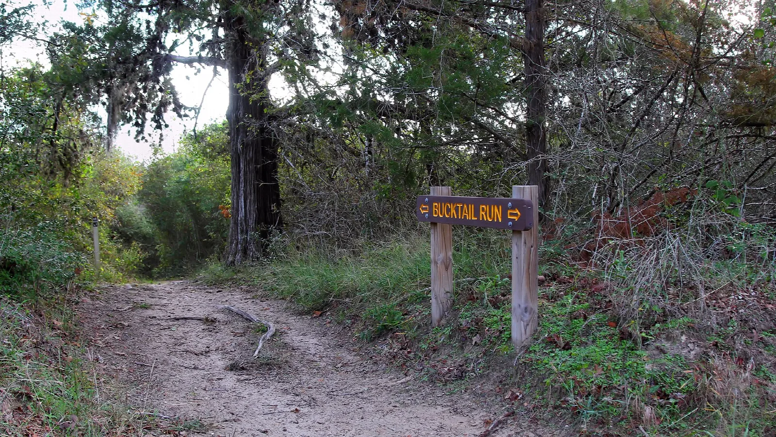 Dirt trail through woods with a wooden trail sign reading Bucktail Run
