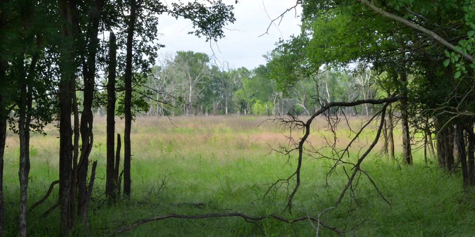 Green grass meadow edged by trees