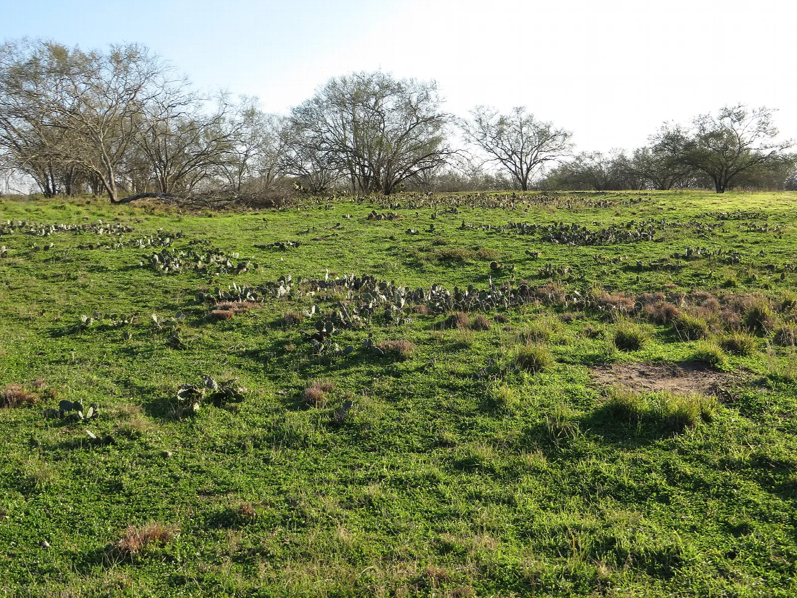 Grassy open field dotted with prickly pear and bare trees