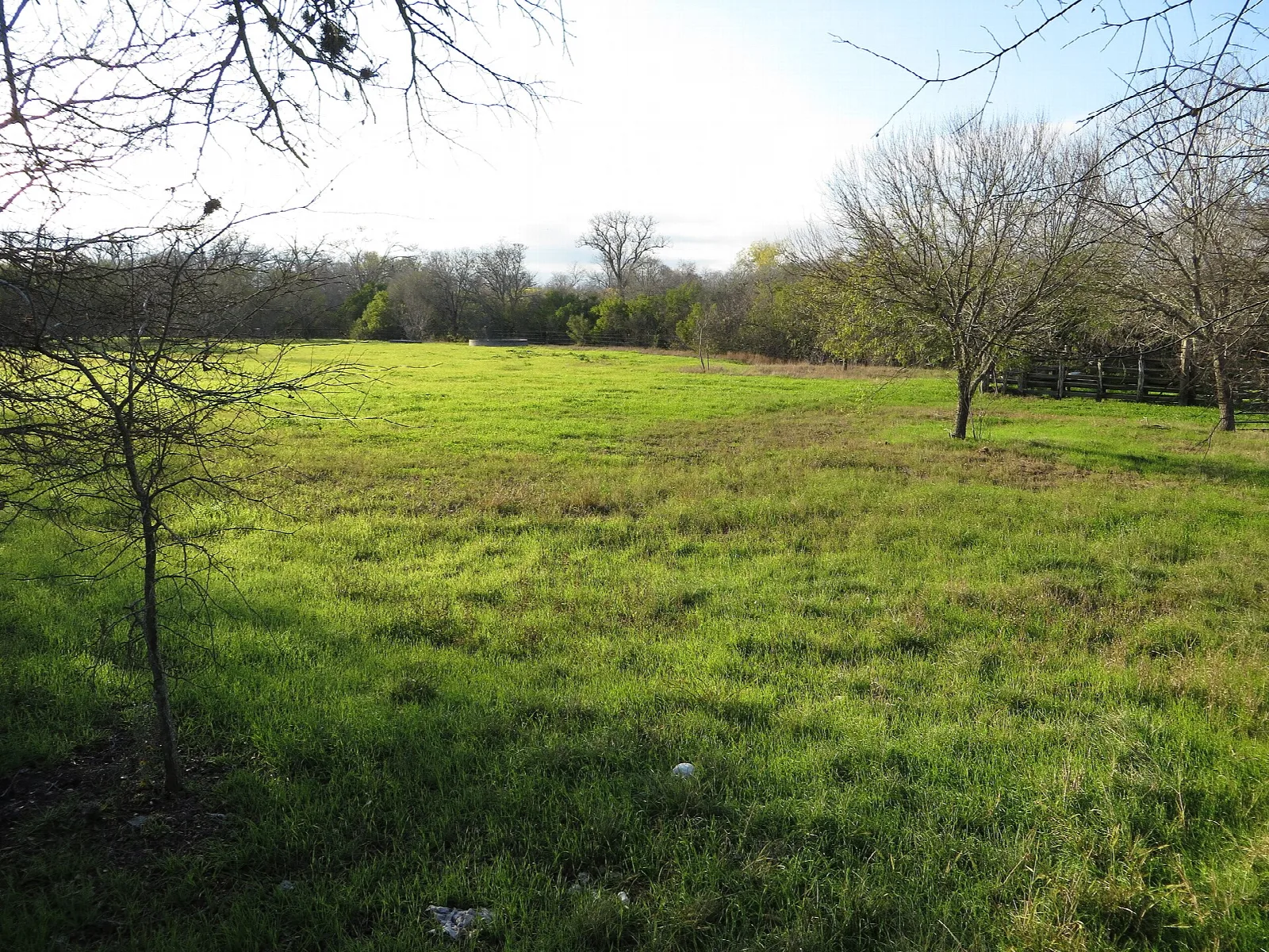 Open grass field with bare trees at the edge