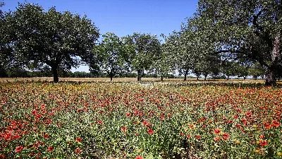 Lyndon B. Johnson State Park