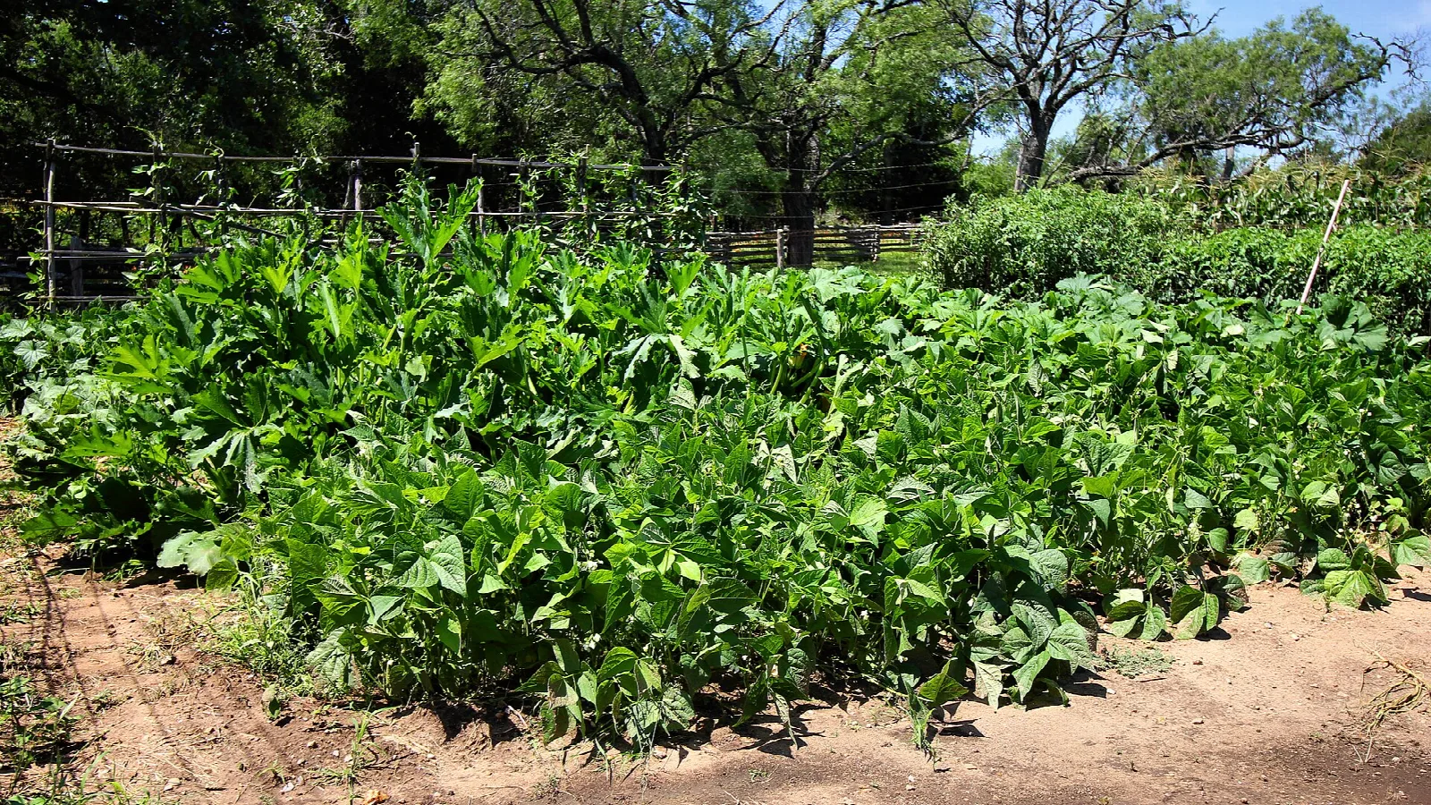 Rows of green vegetables in a farm garden behind a rail fence