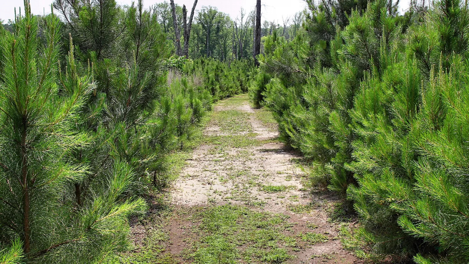 Pine saplings lining a sandy trail