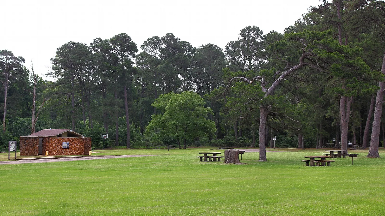 Wide lawn with picnic tables and a small cabin under tall pines
