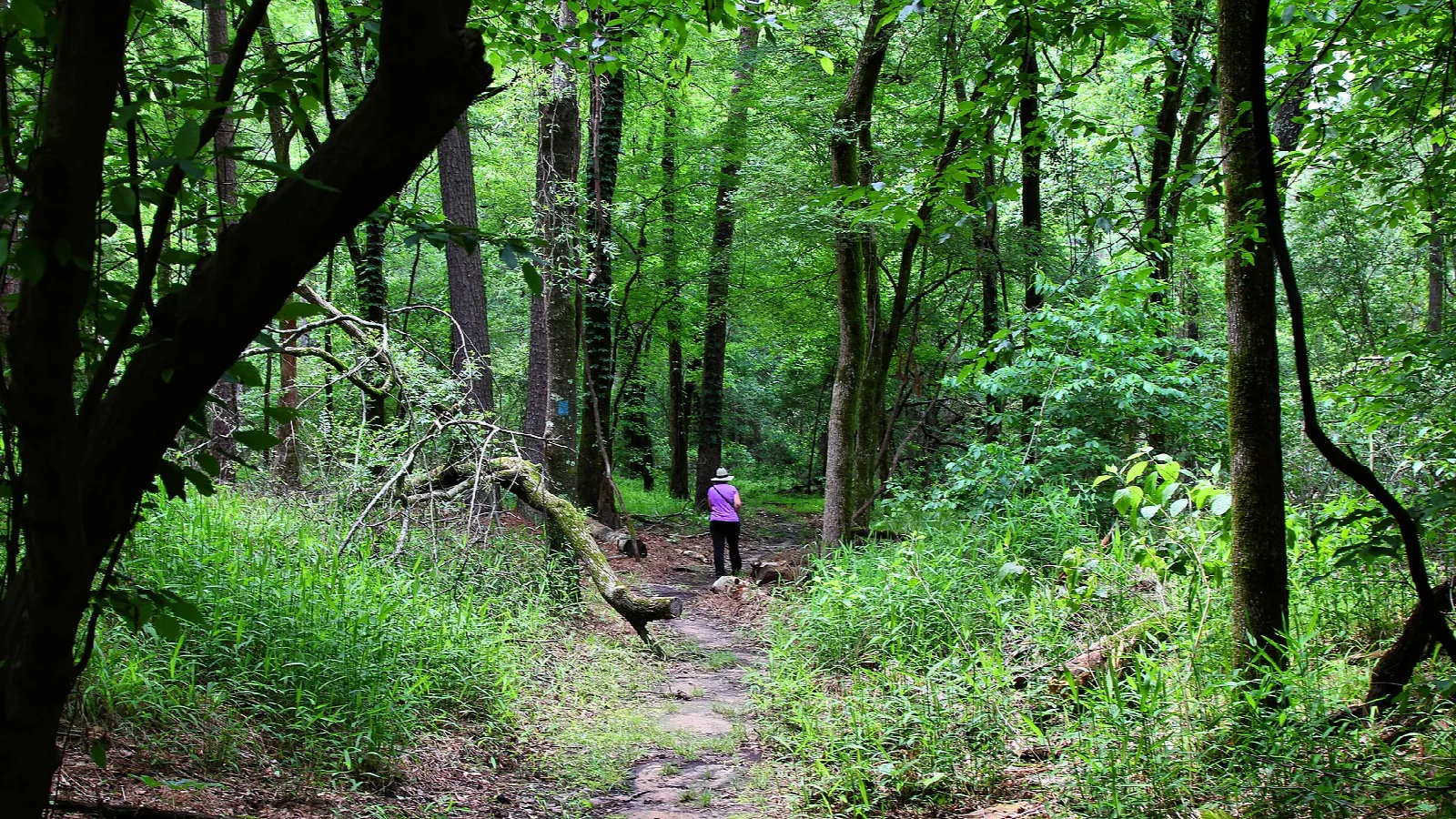 Narrow dirt trail through green hardwood forest