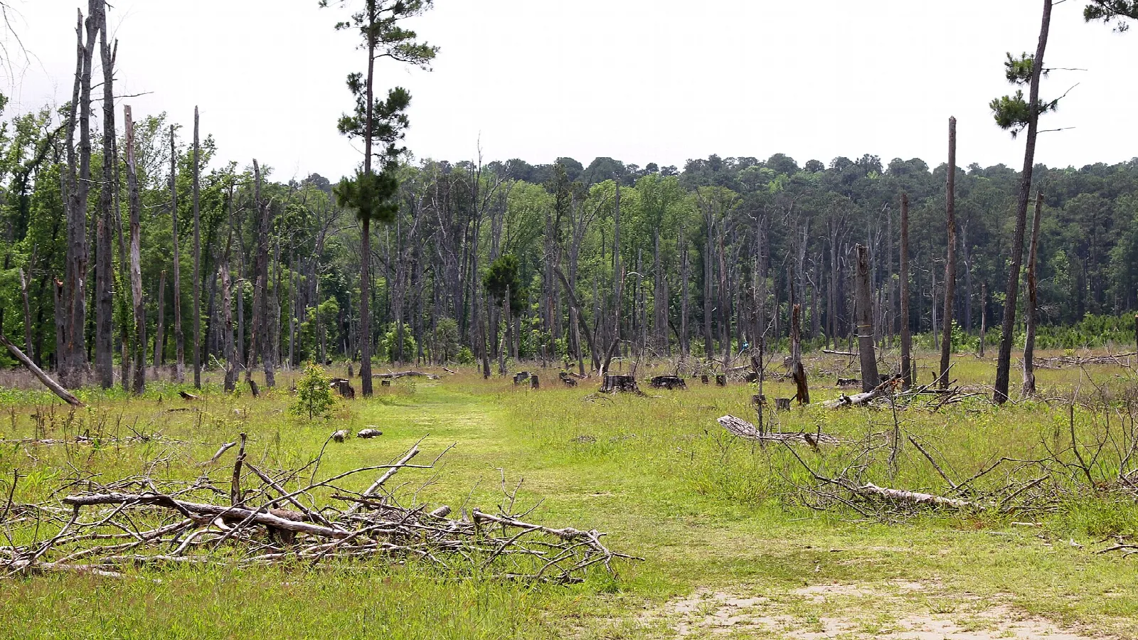 Grassy clearing with a trail and dead trees in the distance
