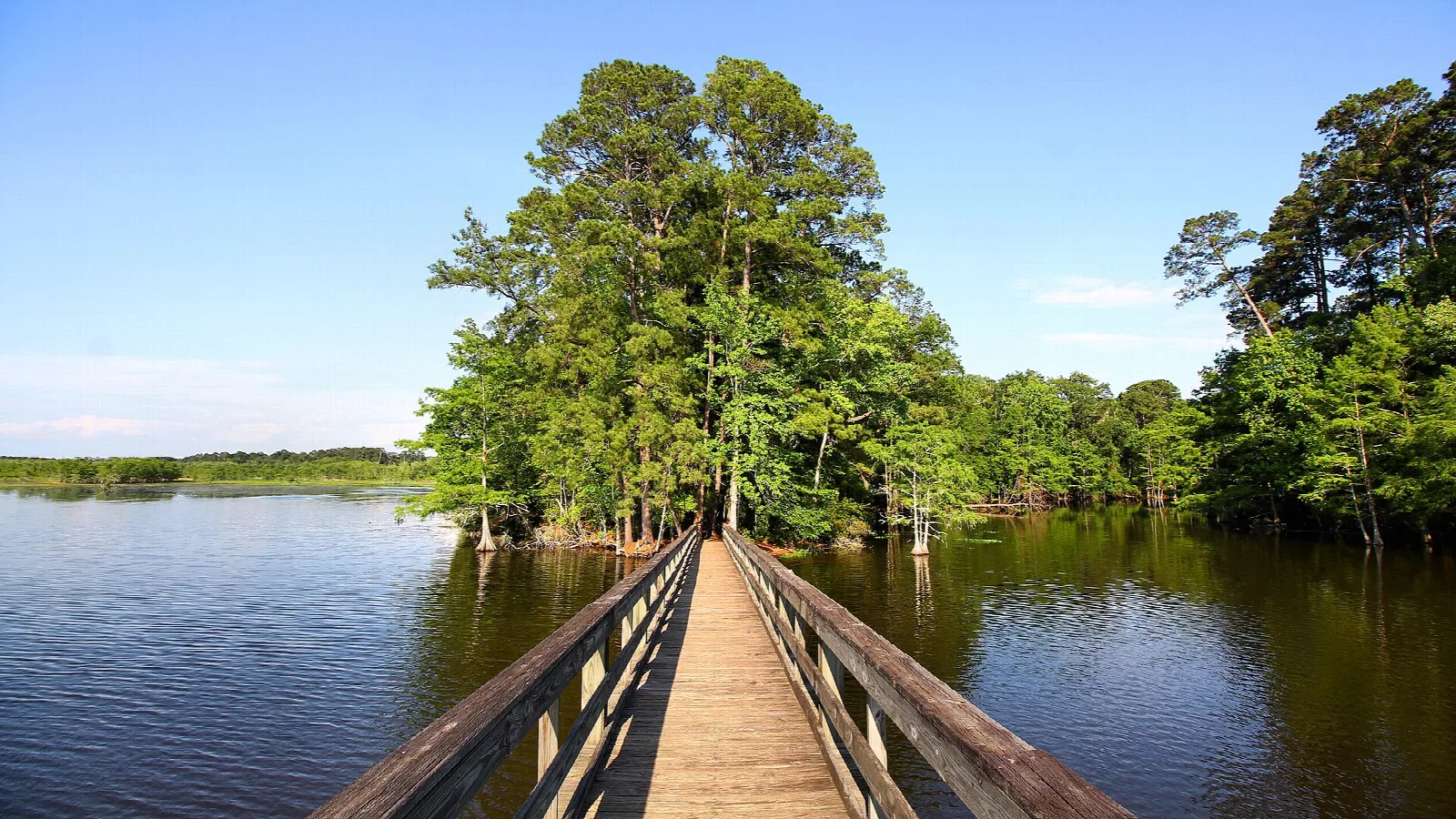 Wooden boardwalk leading out to a stand of cypress trees on a calm lake