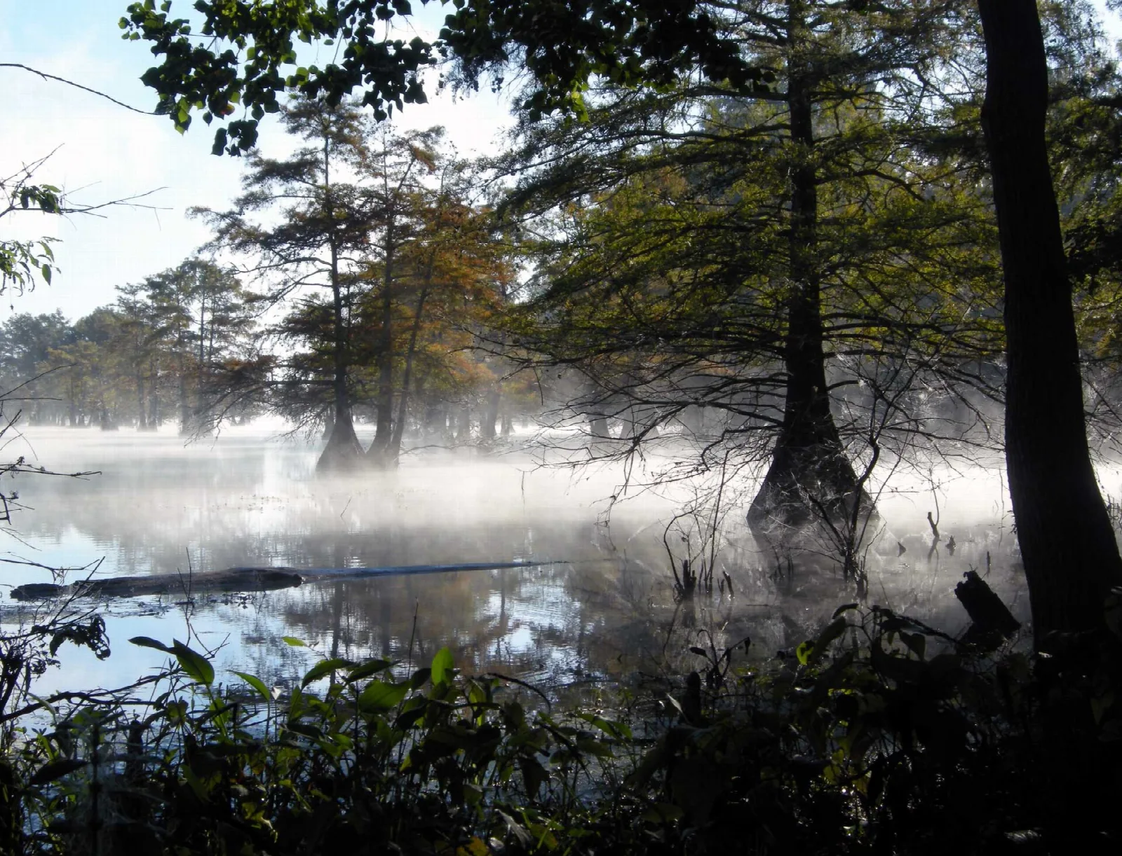Morning mist hanging over still water among cypress trees