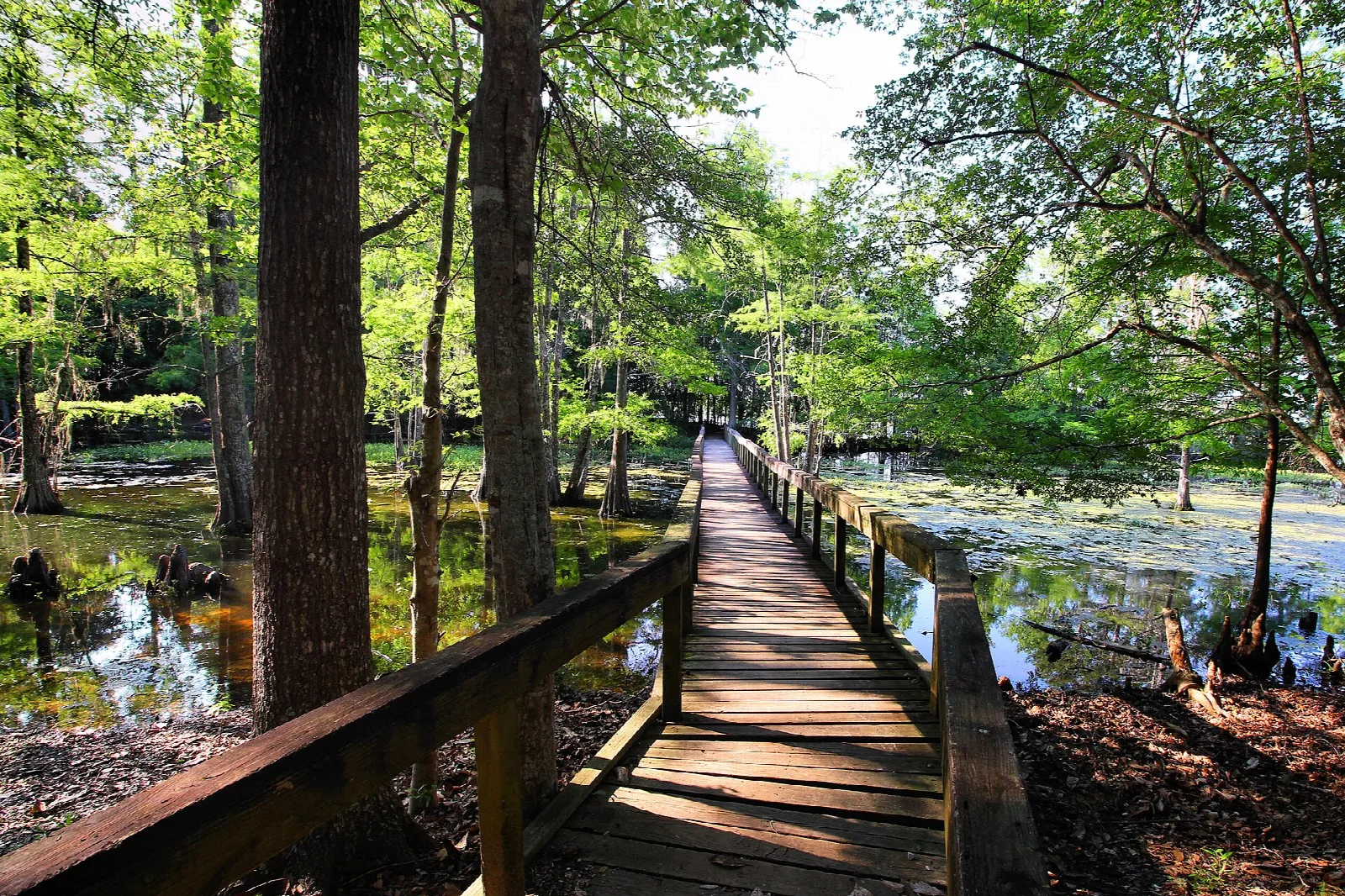 Wooden boardwalk through green woods beside a swampy pond